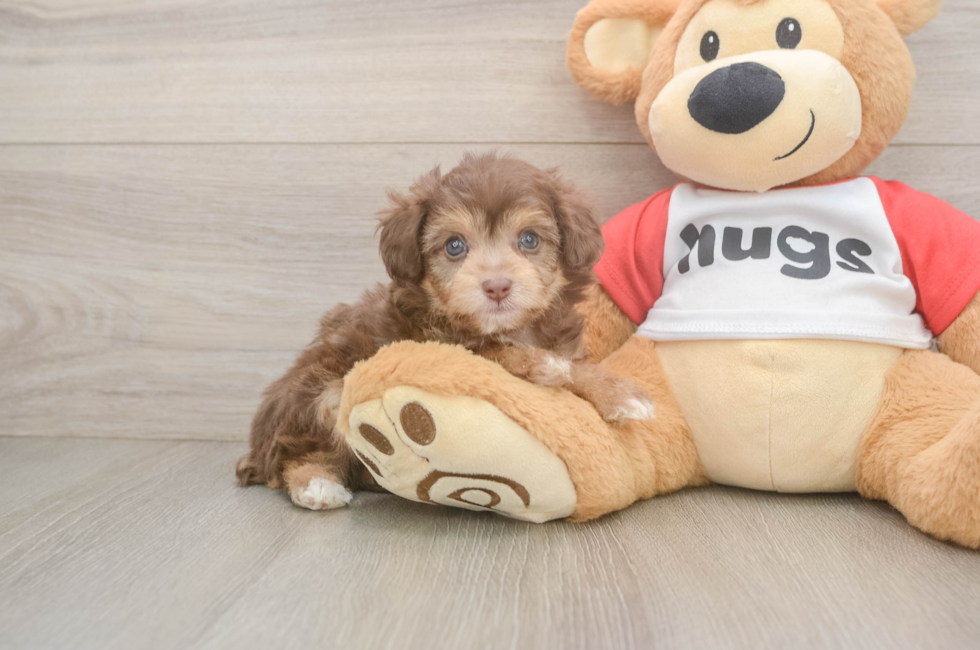 5 week old Mini Aussiedoodle Puppy For Sale - Puppy Love PR