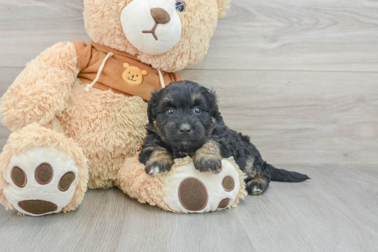 Meet Maybelline - our Mini Aussiedoodle Puppy Photo 1/3 - Puppy Love PR Best Mini Aussiedoodle Baby