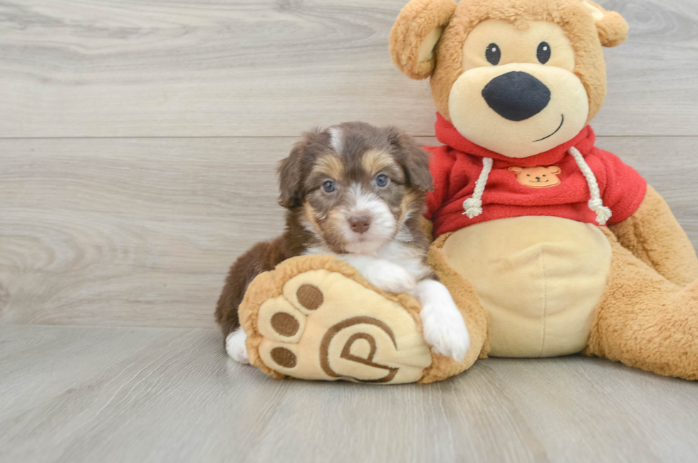 5 week old Mini Aussiedoodle Puppy For Sale - Puppy Love PR