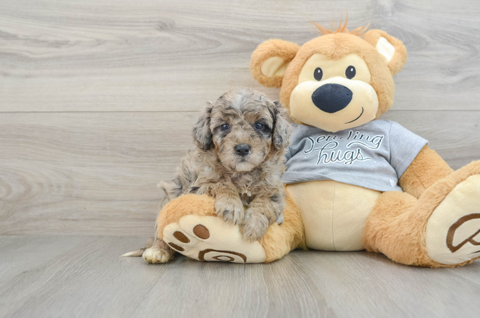 5 week old Mini Aussiedoodle Puppy For Sale - Puppy Love PR