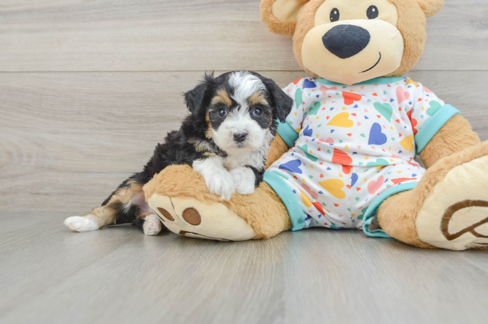 7 week old Mini Aussiedoodle Puppy For Sale - Puppy Love PR