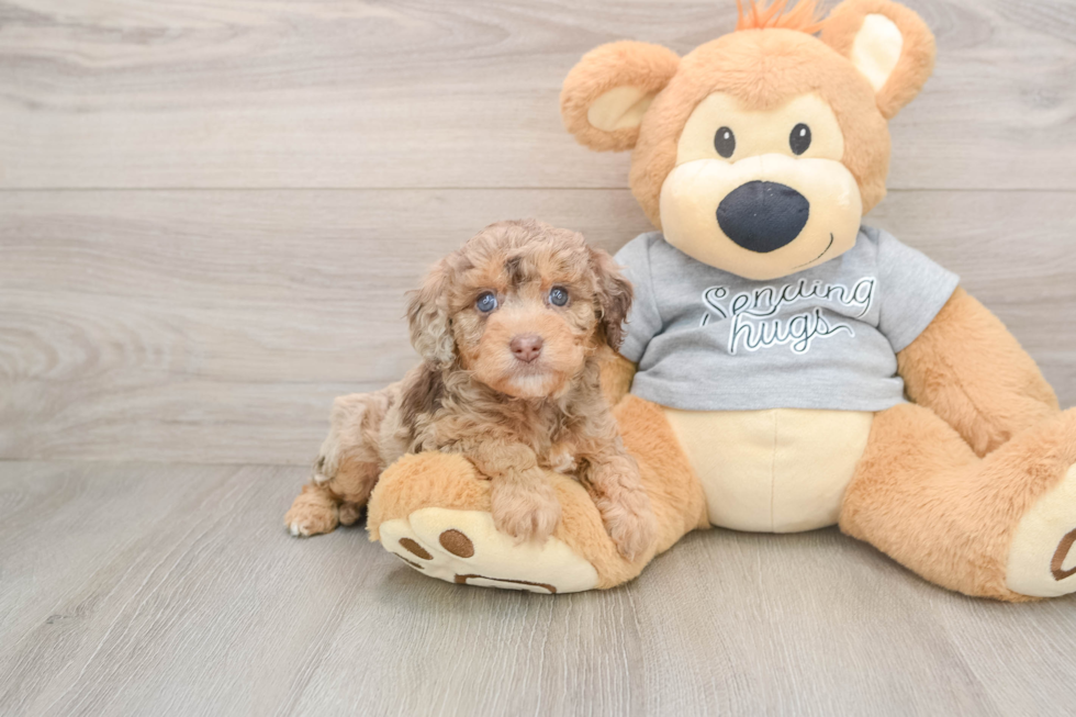 Petite Mini Aussiedoodle Poodle Mix Pup