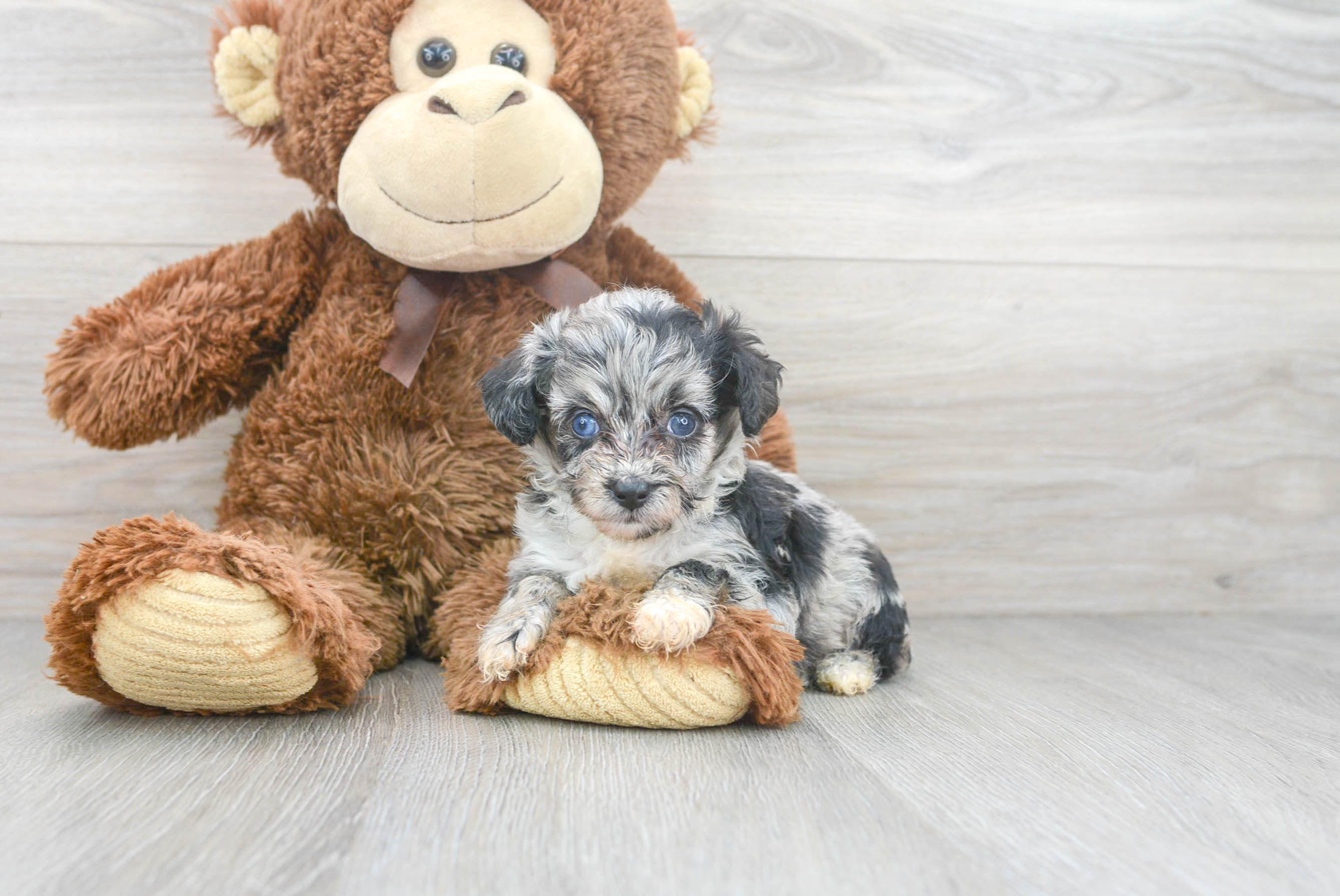 Mini Aussiedoodle Puppy for Adoption