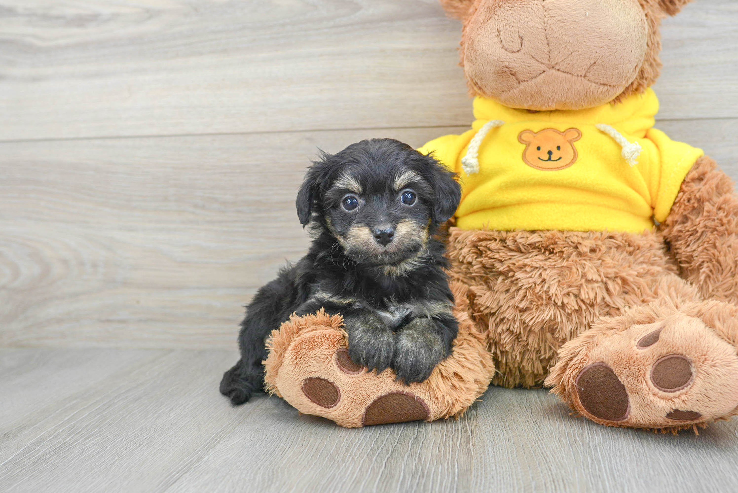 Mini Aussiedoodle Pup Being Cute