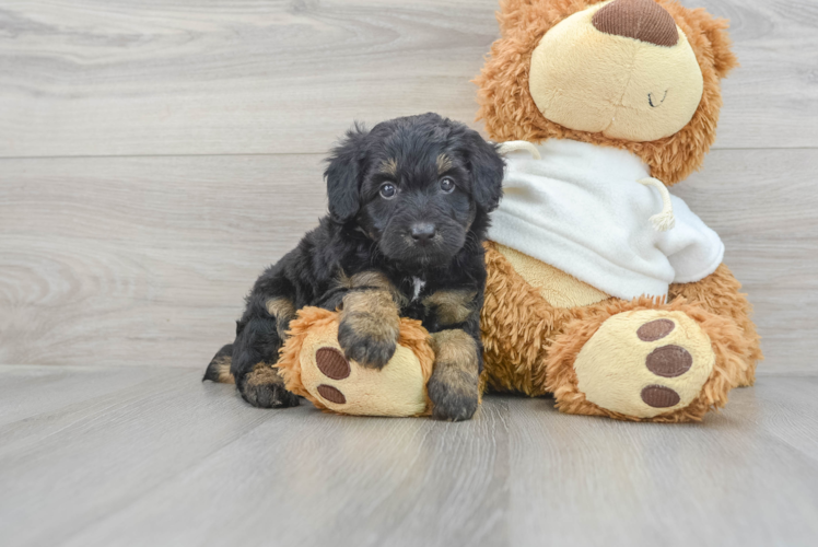 Meet Nadia - our Mini Aussiedoodle Puppy Photo 1/3 - Puppy Love PR Energetic Aussiepoo Poodle Mix Puppy