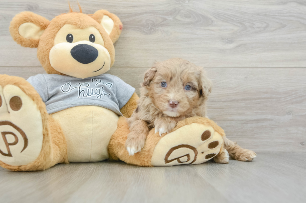 7 week old Mini Aussiedoodle Puppy For Sale - Puppy Love PR