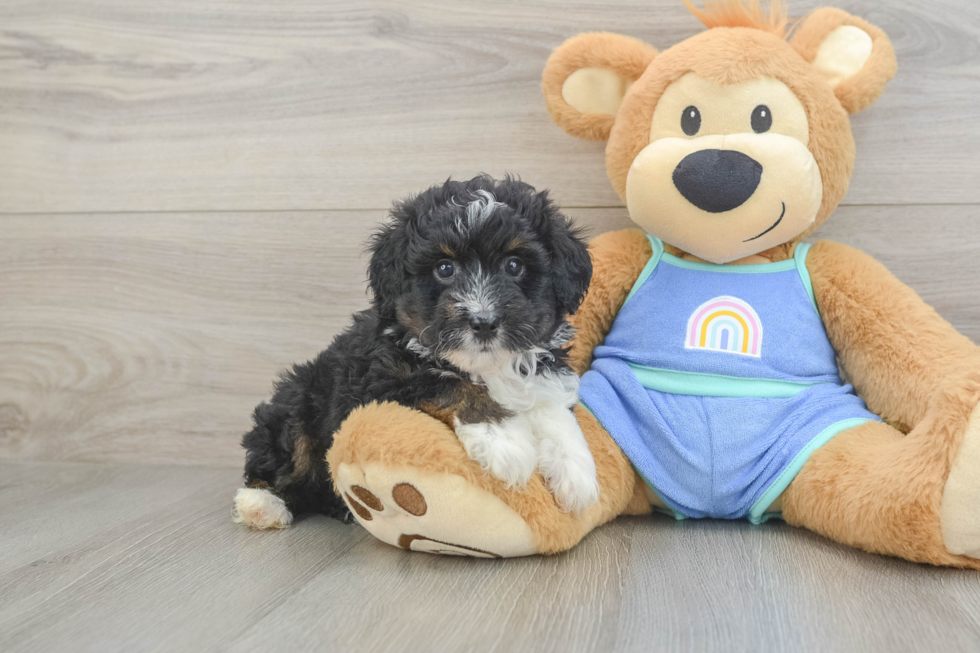 Mini Aussiedoodle Puppy for Adoption