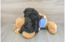 Mini Aussiedoodle Pup Being Cute