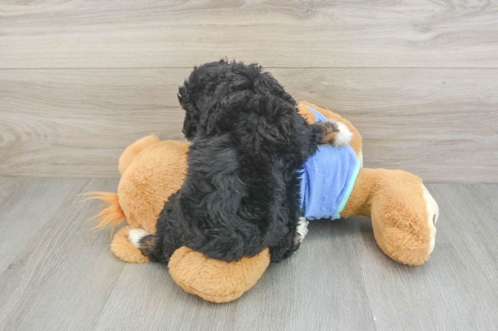 Mini Aussiedoodle Pup Being Cute