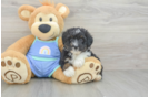Energetic Aussie Poo Poodle Mix Puppy