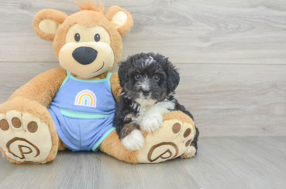 5 week old Mini Aussiedoodle Puppy For Sale - Puppy Love PR