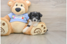 Playful Aussiepoo Poodle Mix Puppy