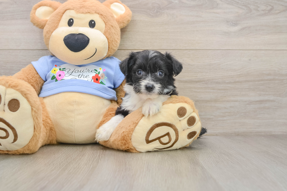 Playful Aussiepoo Poodle Mix Puppy