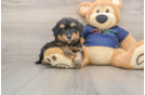 Cute Mini Aussiedoodle Baby