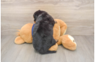 Mini Aussiedoodle Pup Being Cute