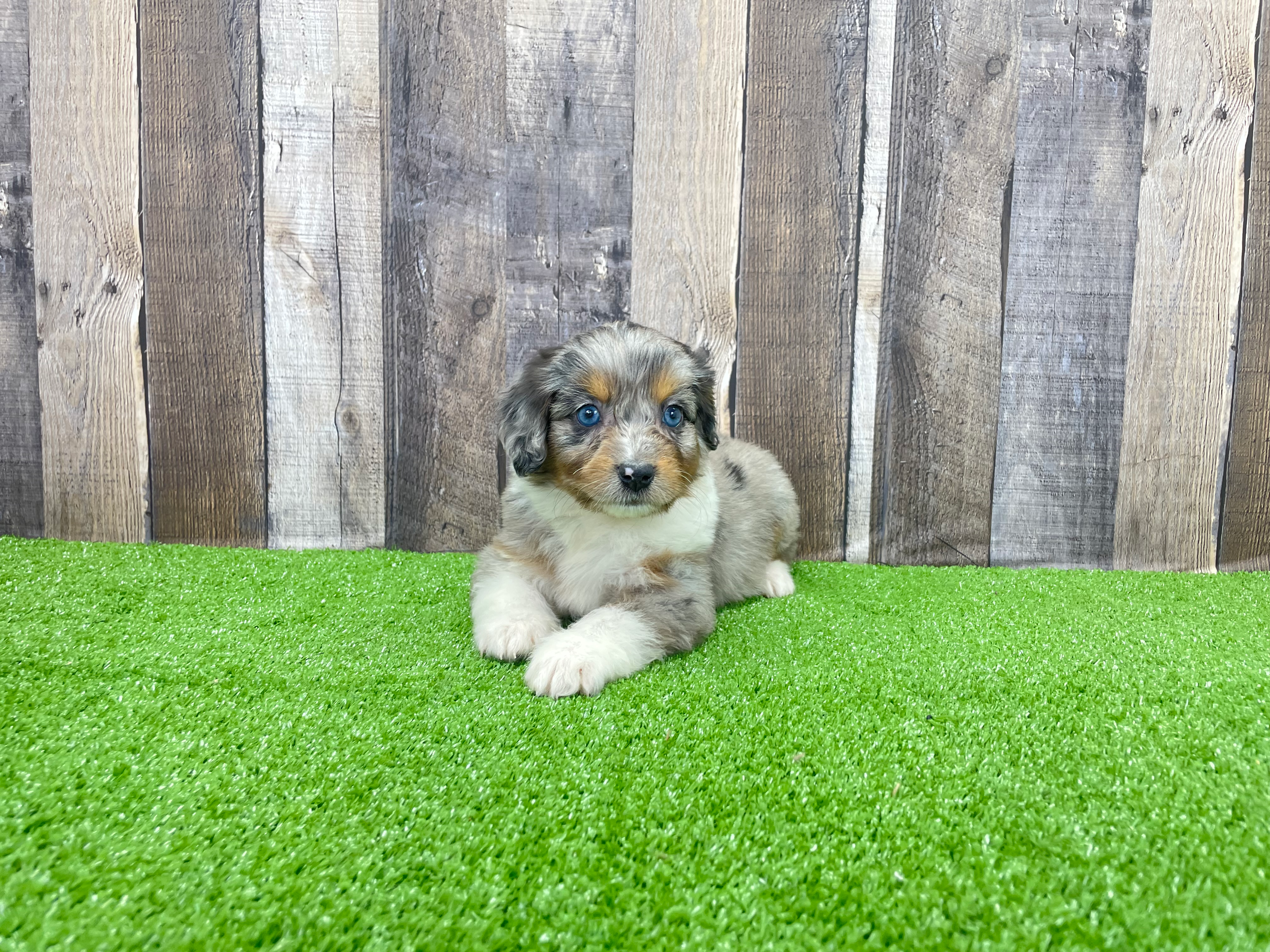 Mini Aussiedoodle Pup Being Cute