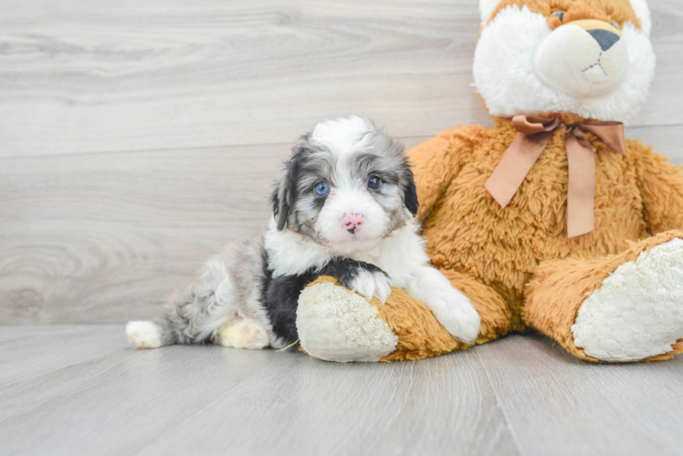 Meet Nadia - our Mini Aussiedoodle Puppy Photo 1/3 - Puppy Love PR Energetic Aussiepoo Poodle Mix Puppy
