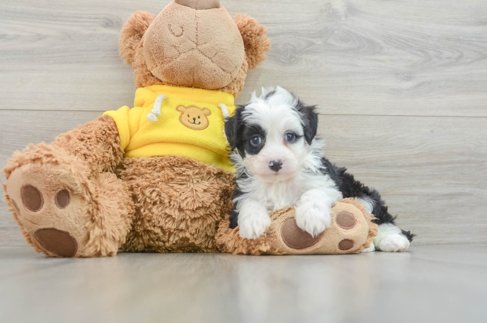 7 week old Mini Aussiedoodle Puppy For Sale - Puppy Love PR