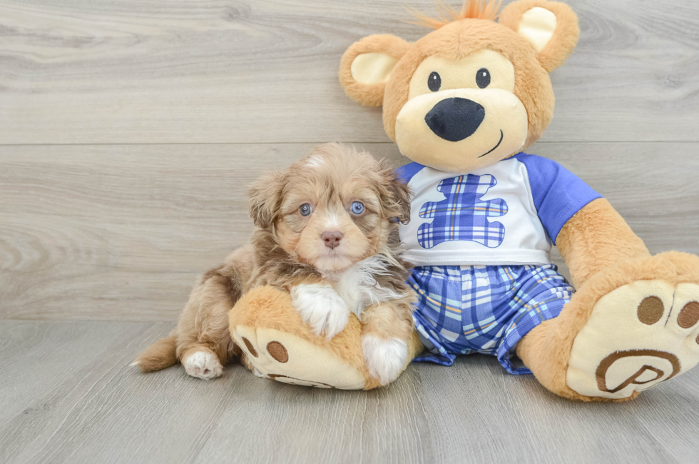 6 week old Mini Aussiedoodle Puppy For Sale - Puppy Love PR