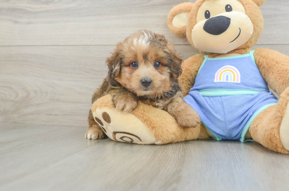 5 week old Mini Aussiedoodle Puppy For Sale - Puppy Love PR