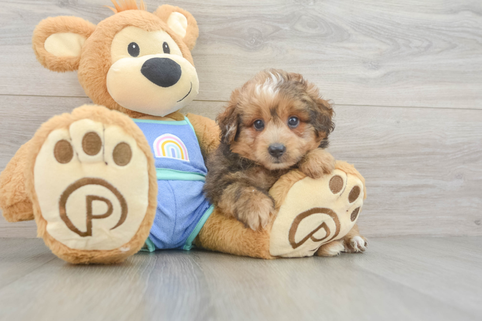 Friendly Mini Aussiedoodle Baby