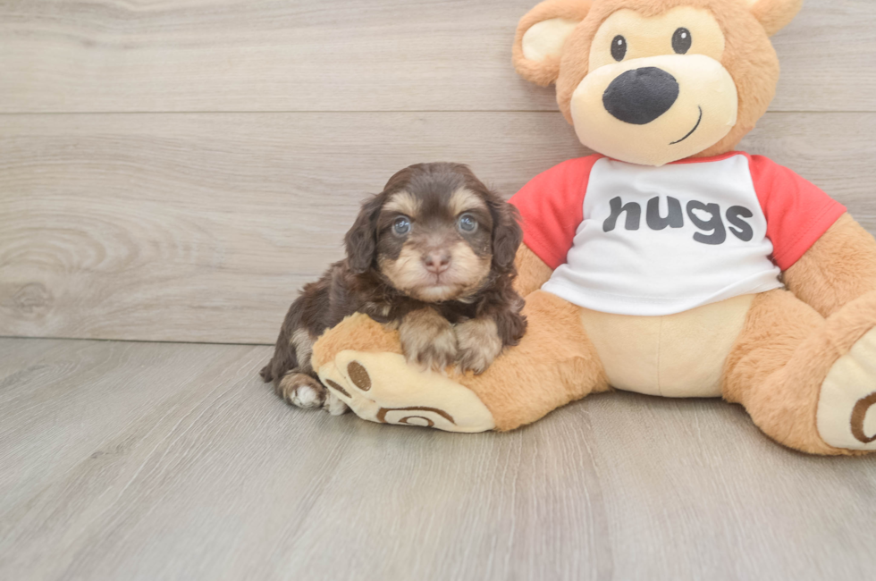 6 week old Mini Aussiedoodle Puppy For Sale - Puppy Love PR