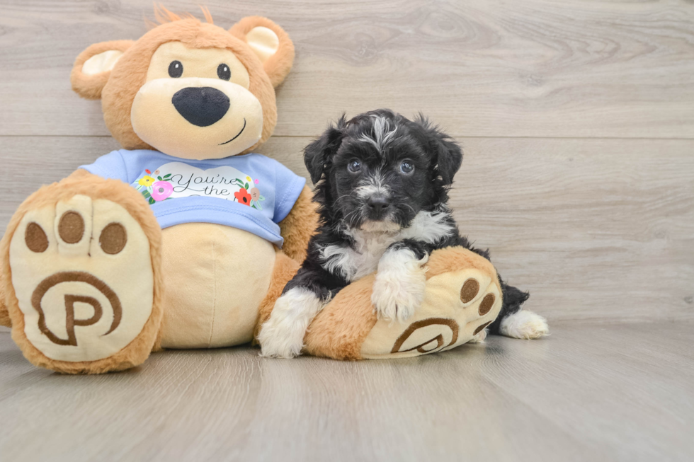 Happy Mini Aussiedoodle Baby