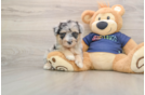 Mini Aussiedoodle Pup Being Cute