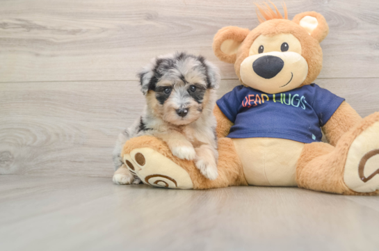 Mini Aussiedoodle Pup Being Cute