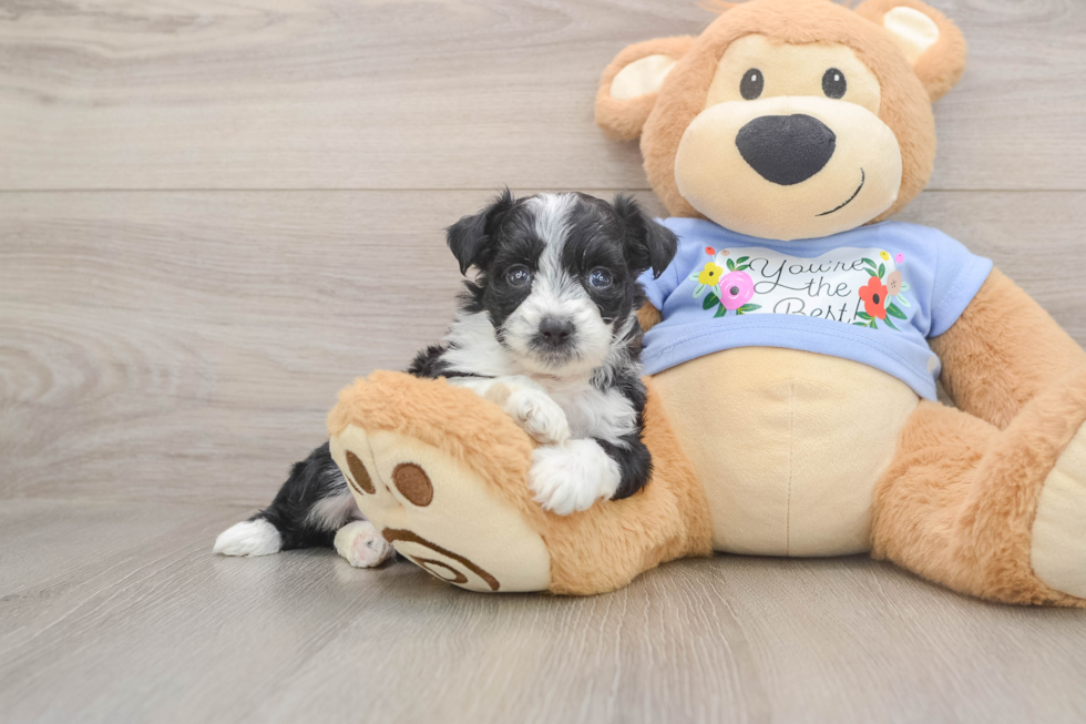 Adorable Aussiepoo Poodle Mix Puppy