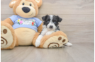 Happy Mini Aussiedoodle Baby