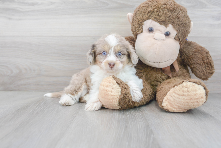 Cute Mini Aussiedoodle Baby