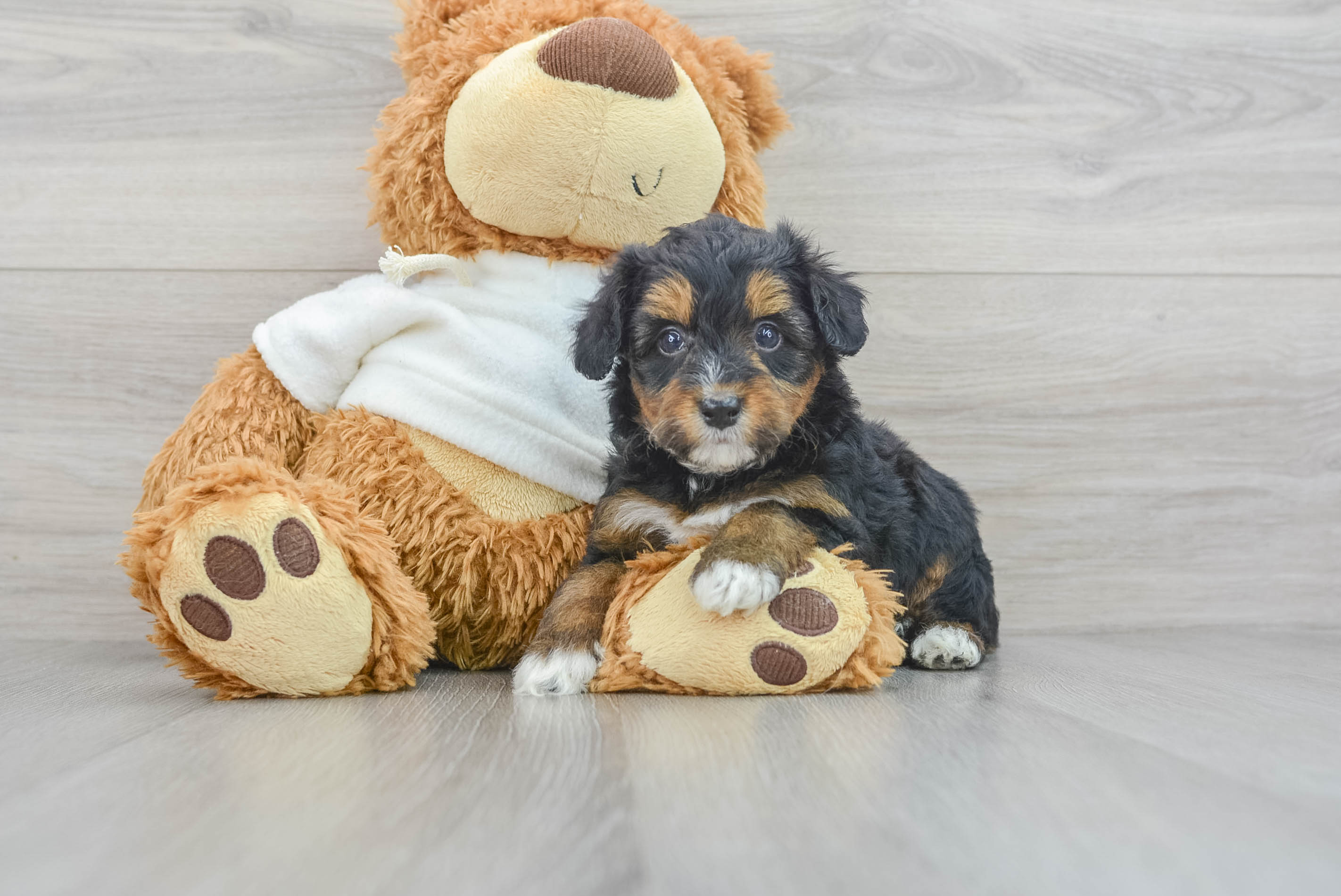 Smart Mini Aussiedoodle Poodle Mix Pup