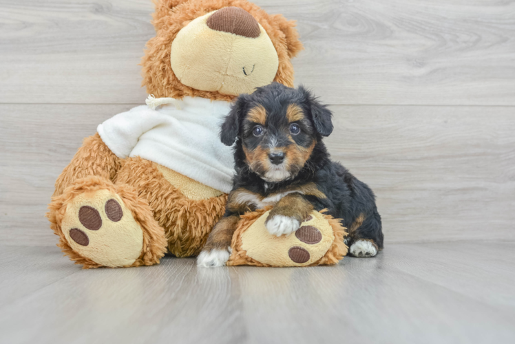 Meet Nick - our Mini Aussiedoodle Puppy Photo 1/3 - Puppy Love PR Smart Mini Aussiedoodle Poodle Mix Pup