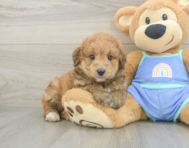 8 week old Mini Aussiedoodle Puppy For Sale - Puppy Love PR