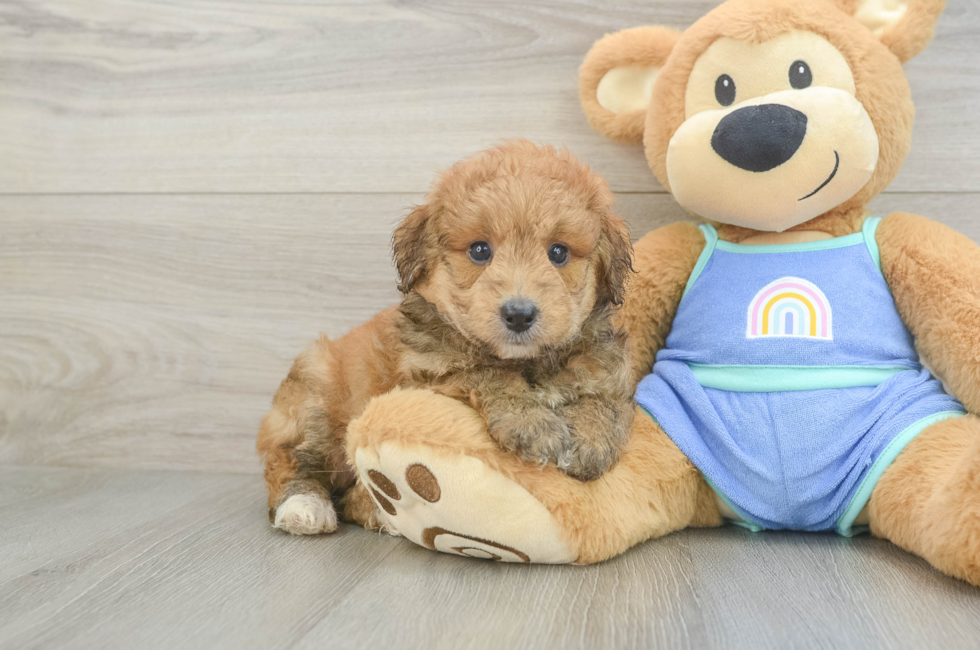 5 week old Mini Aussiedoodle Puppy For Sale - Puppy Love PR