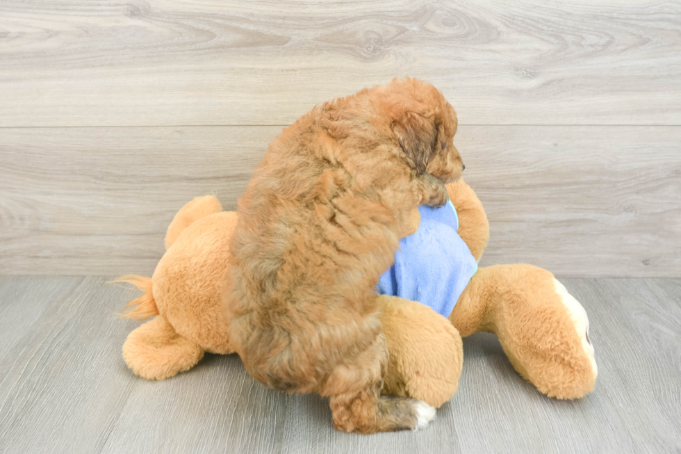 Best Mini Aussiedoodle Baby