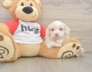 9 week old Mini Aussiedoodle Puppy For Sale - Puppy Love PR