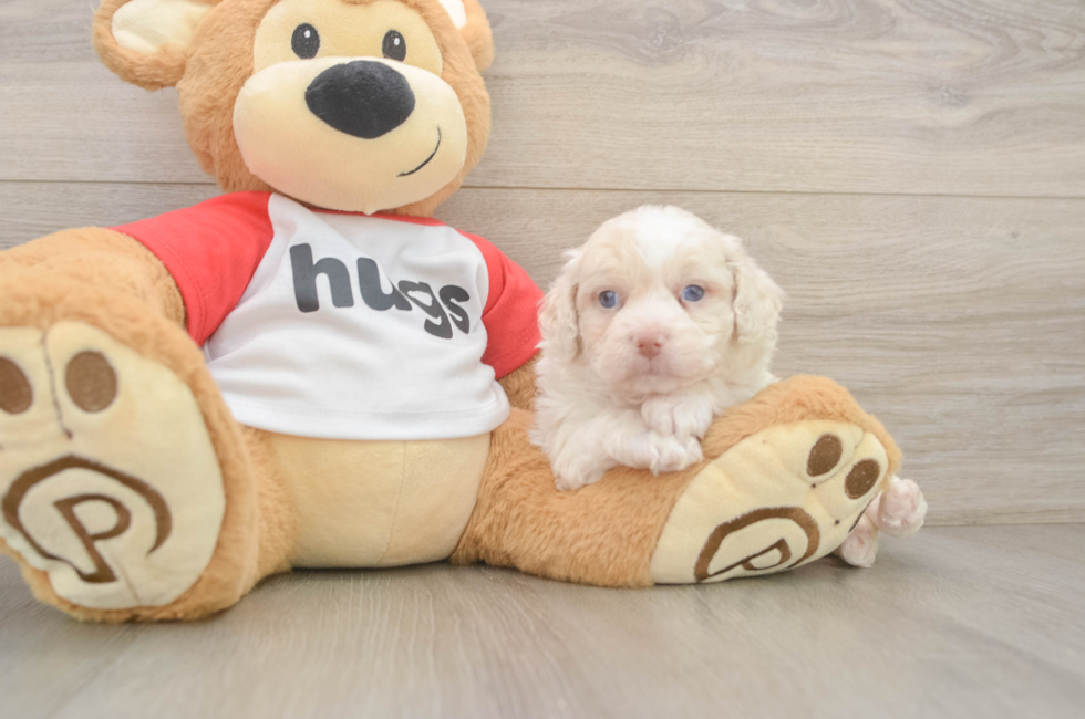 6 week old Mini Aussiedoodle Puppy For Sale - Puppy Love PR