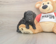 7 week old Mini Aussiedoodle Puppy For Sale - Puppy Love PR