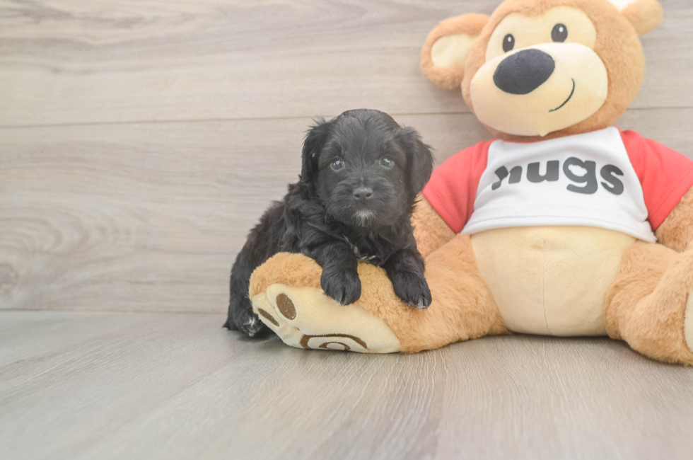 5 week old Mini Aussiedoodle Puppy For Sale - Puppy Love PR