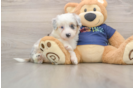 Funny Mini Aussiedoodle Poodle Mix Pup