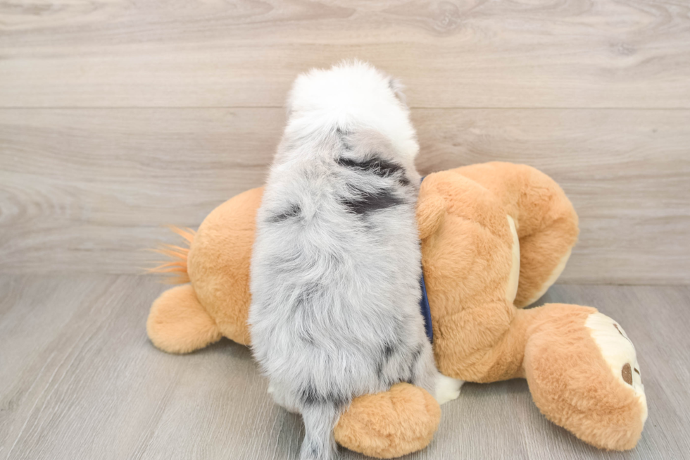 Mini Aussiedoodle Pup Being Cute