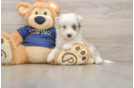 Mini Aussiedoodle Pup Being Cute