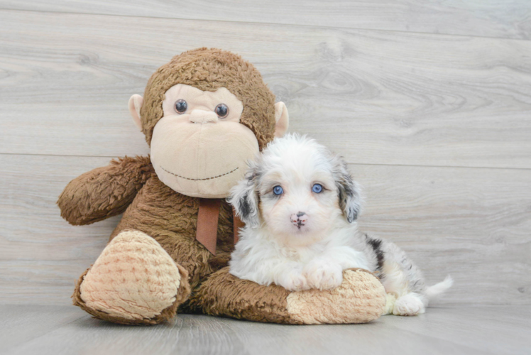 Little Aussiepoo Poodle Mix Puppy