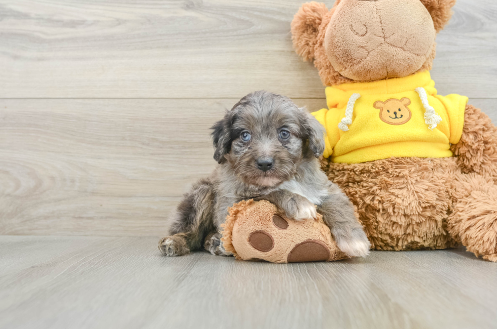 7 week old Mini Aussiedoodle Puppy For Sale - Puppy Love PR