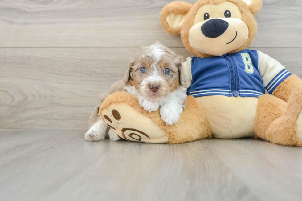 Sweet Mini Aussiedoodle Baby