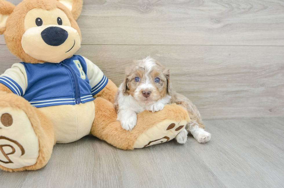 5 week old Mini Aussiedoodle Puppy For Sale - Puppy Love PR