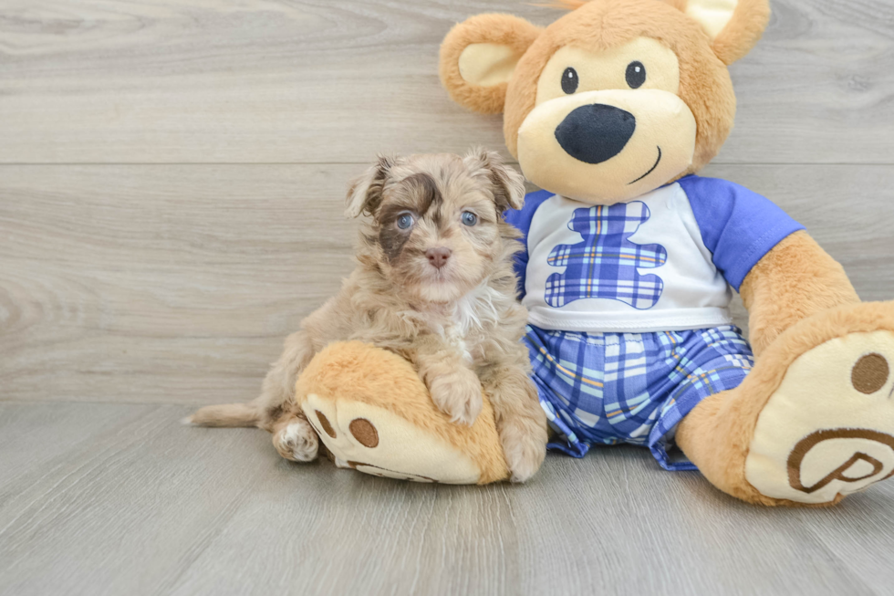 Mini Aussiedoodle Puppy for Adoption