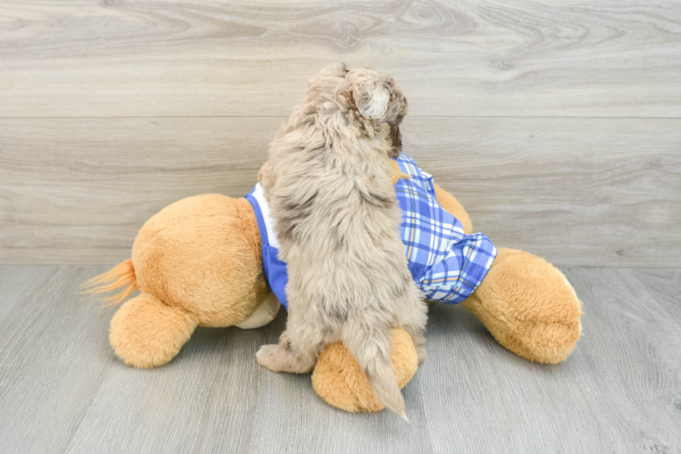 Popular Mini Aussiedoodle Poodle Mix Pup